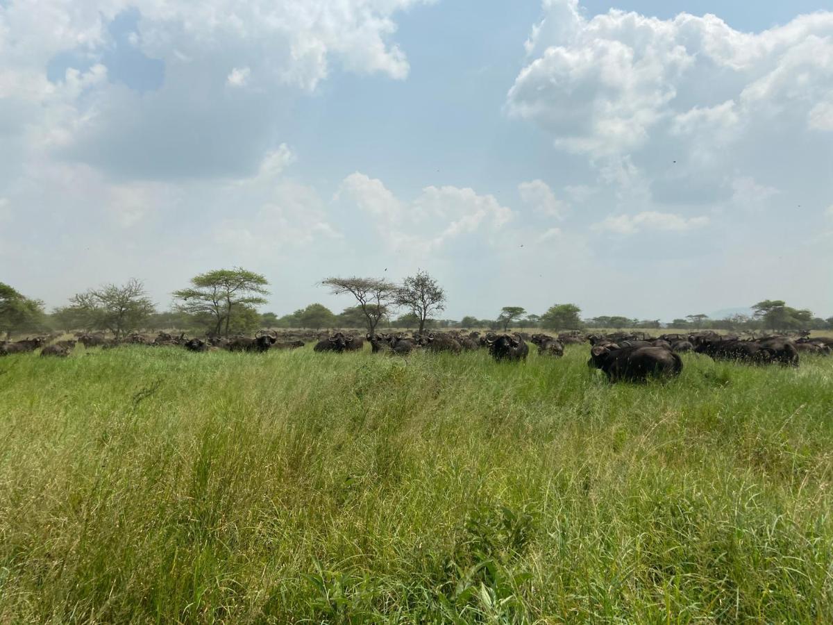 Hotel Zawadi Camp Serengeti-Savanne Exterior foto